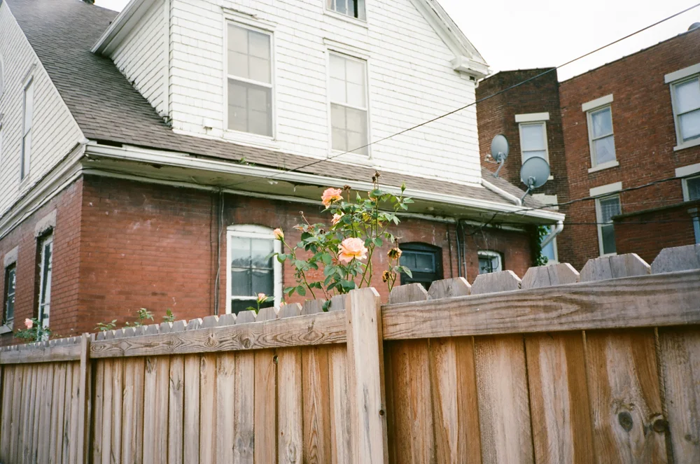 Rose Bush