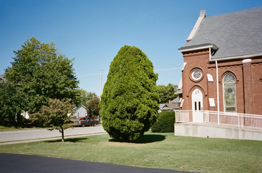 Church Shrub