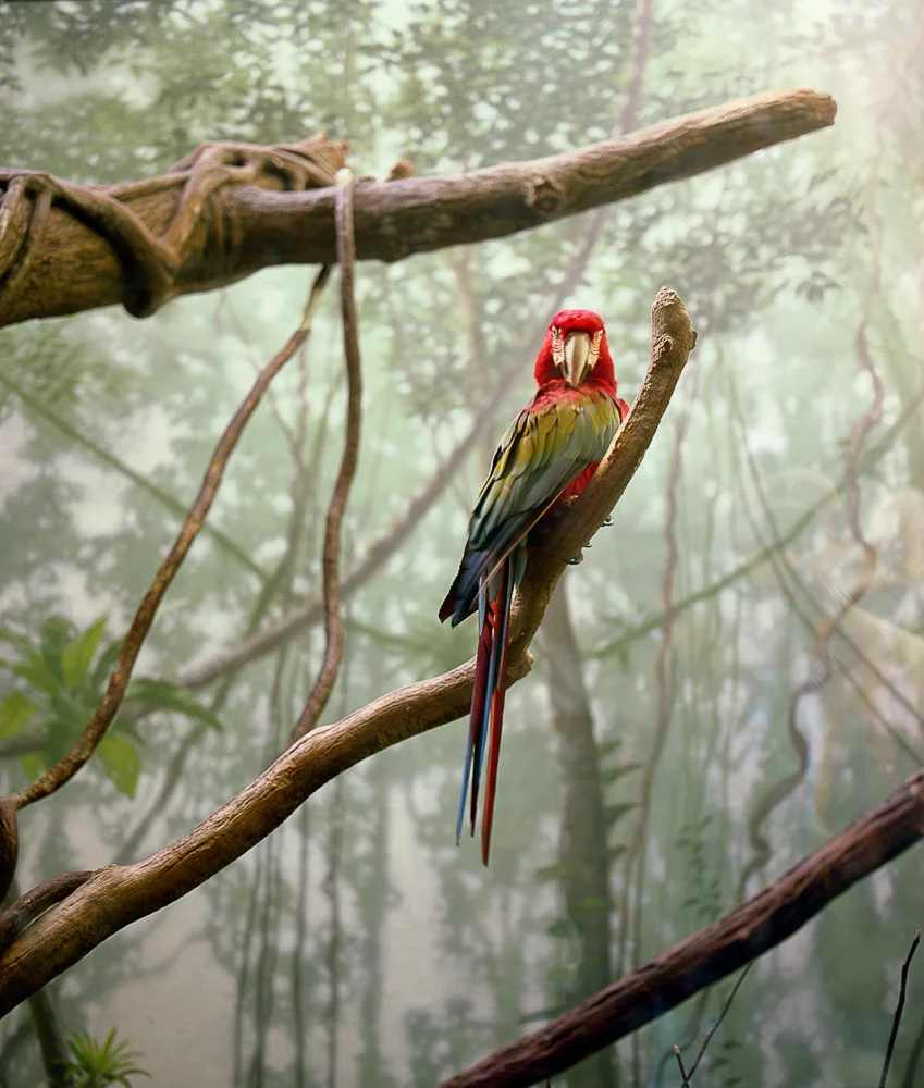 Vitrine (Macaw) #2, 2010