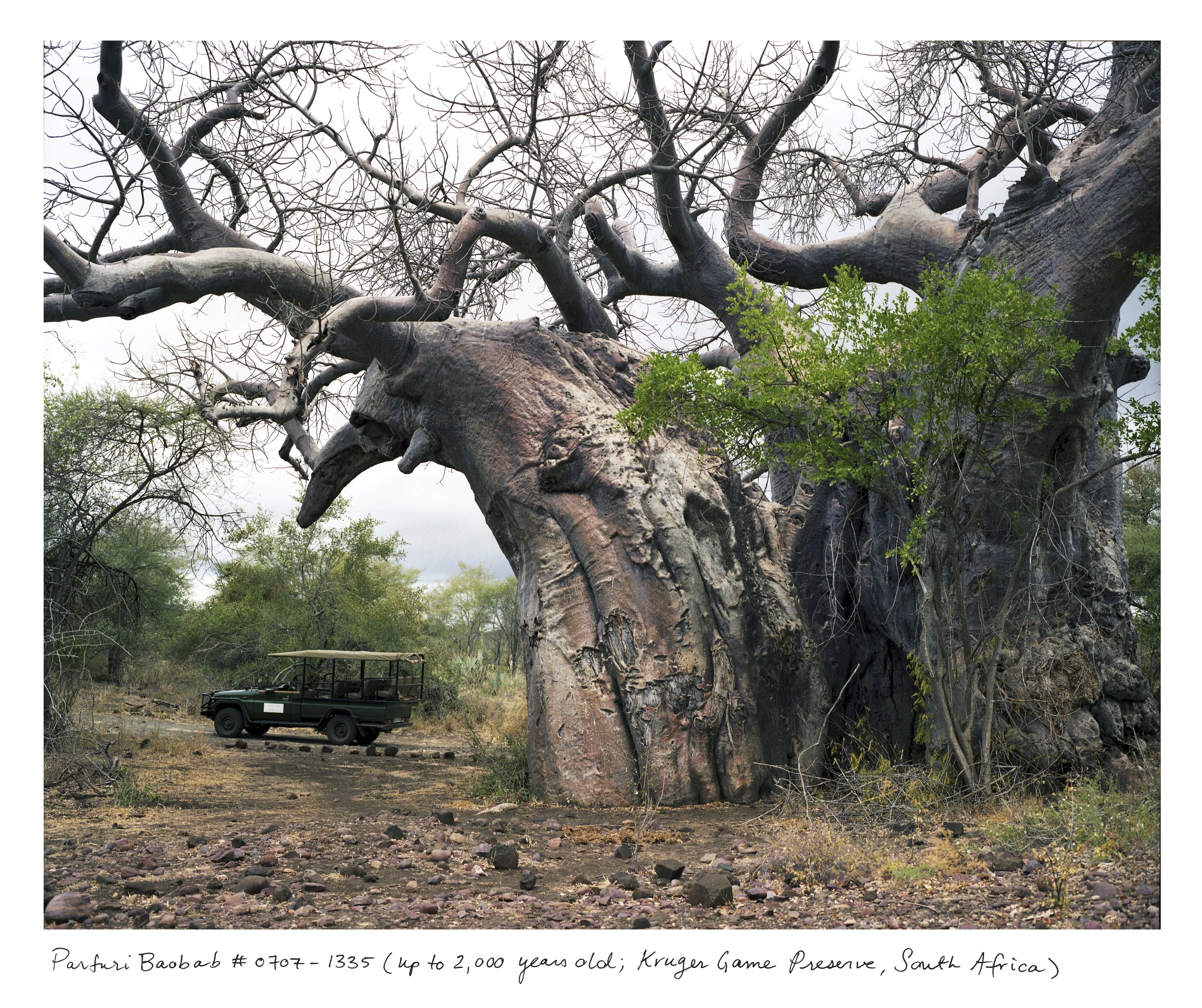 This baobab lives in the Kruger Game Preserve in South Africa and requires an armed escort to visit. Baobabs get pulpy at their centers and tend to hollow out as they grow older. These hollows can serve as natural shelters for animals, but have also been appropriated for some less scrupulous human uses: for instance, as a toilet, a prison, and a bar.