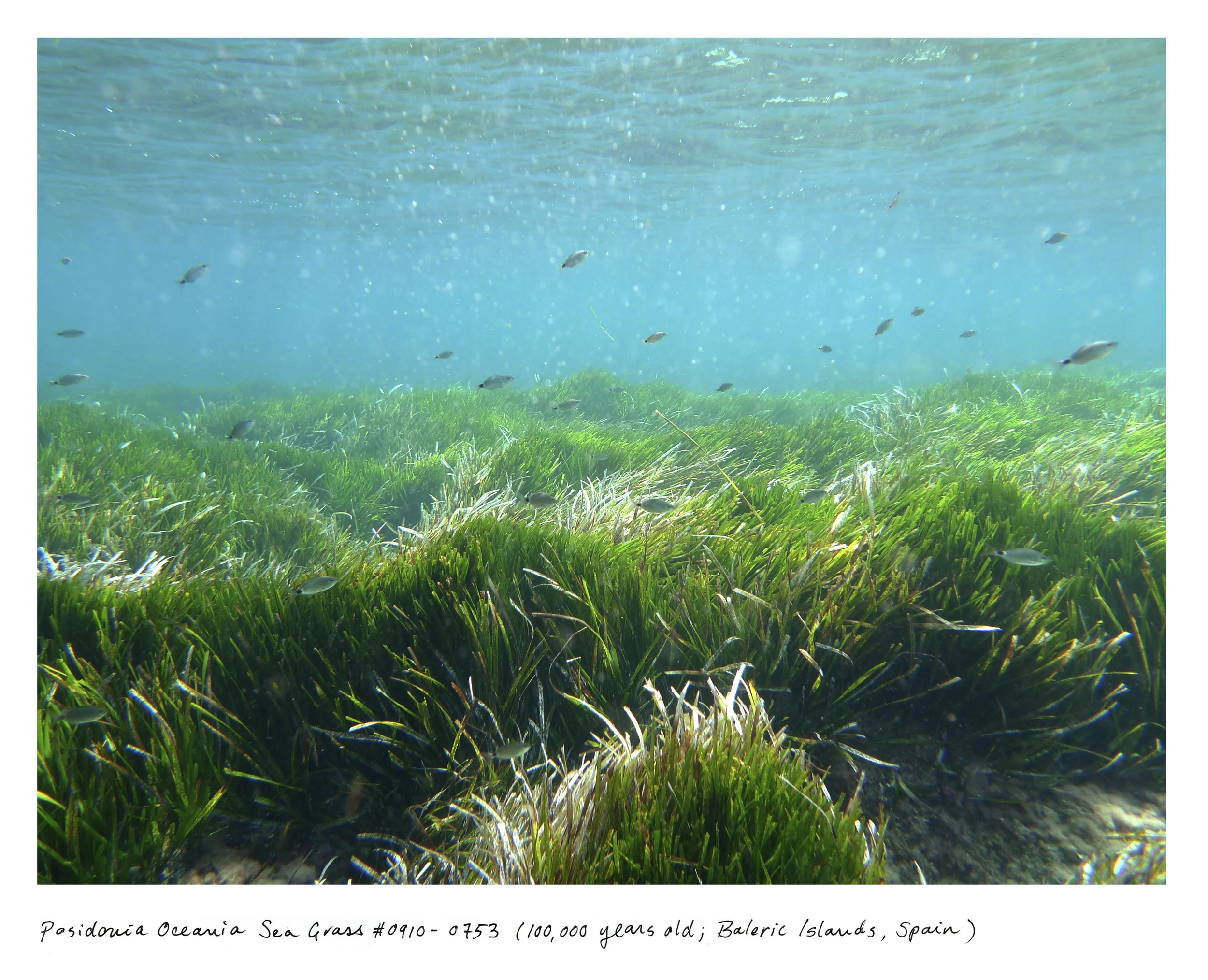 At 100,000 years old, the Posidonia sea grass meadow was first taking root at the same time some of our earliest ancestors were creating the first known "art studio" in South Africa. It lives in the UNESCO-protected waterway between the islands of Ibiza and Formentera.