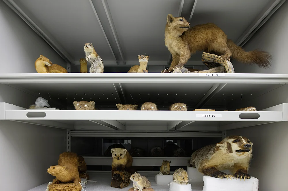 Mustelidae Family in Storage, YNP Museum