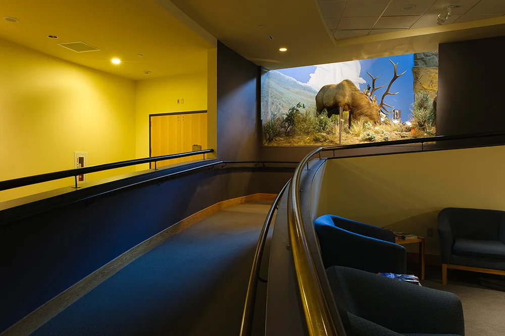 Prairie Exhibit: Elk, Draper Museum of Natural History