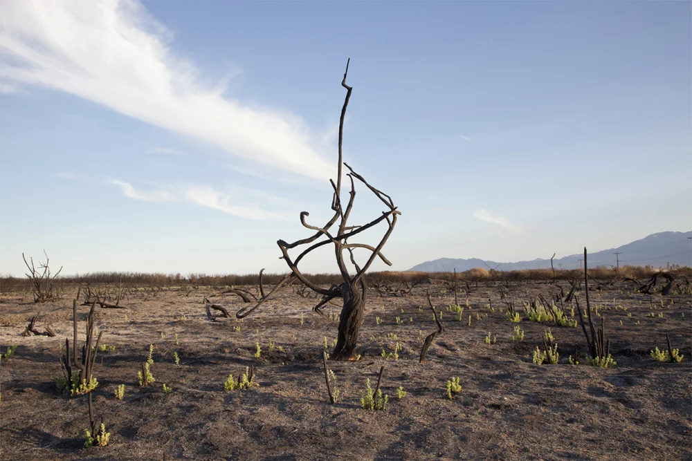 Twisted Tree