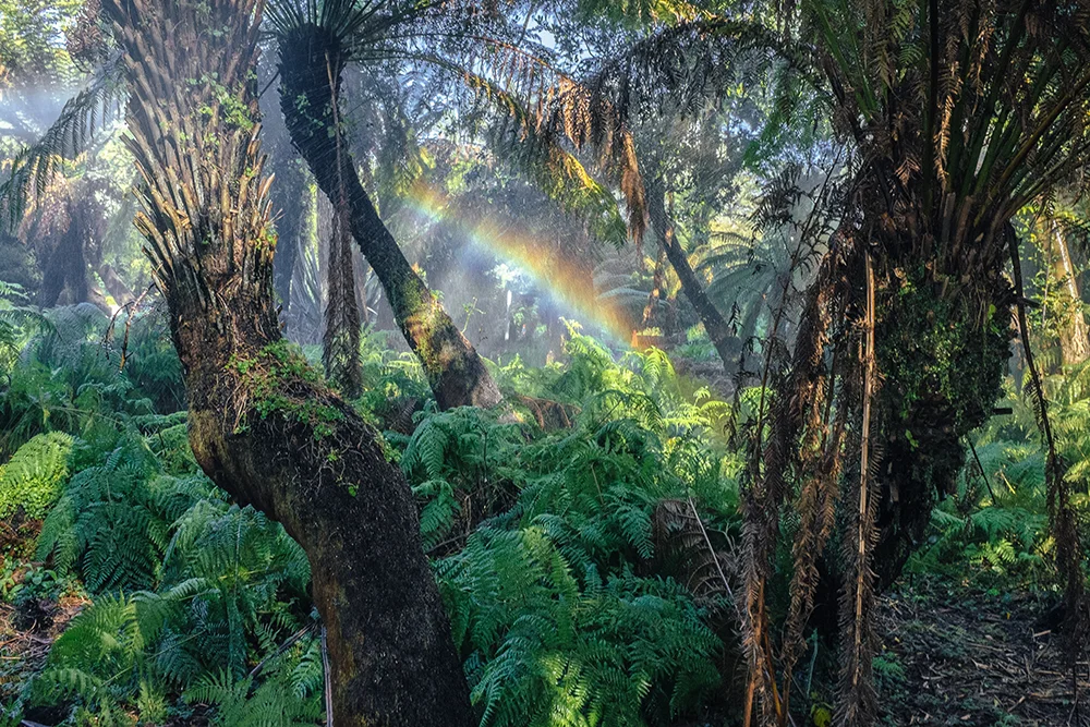 Golden Gate Park
