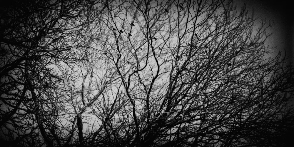 Awaiting Light