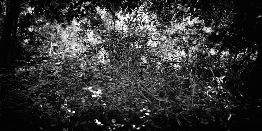 Emerging Light