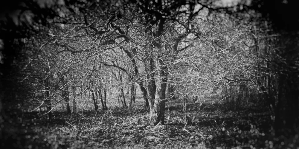 Barren