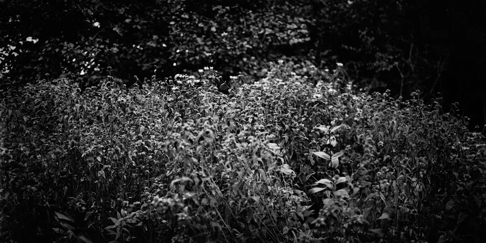 Spring Growth
