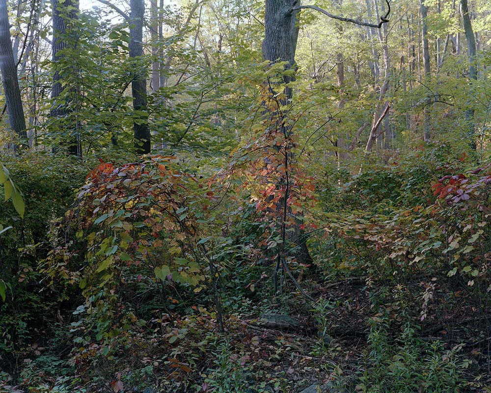 Presence 13, Josephine M. Cusimano
