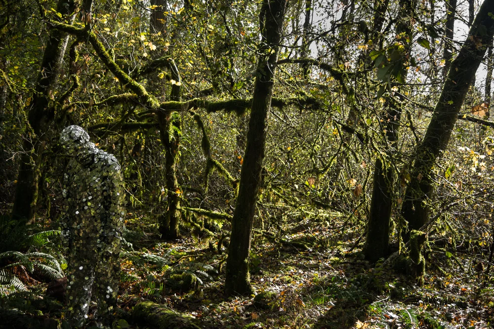 Oscillator in Tualatin Hills Nature Park (2014)
