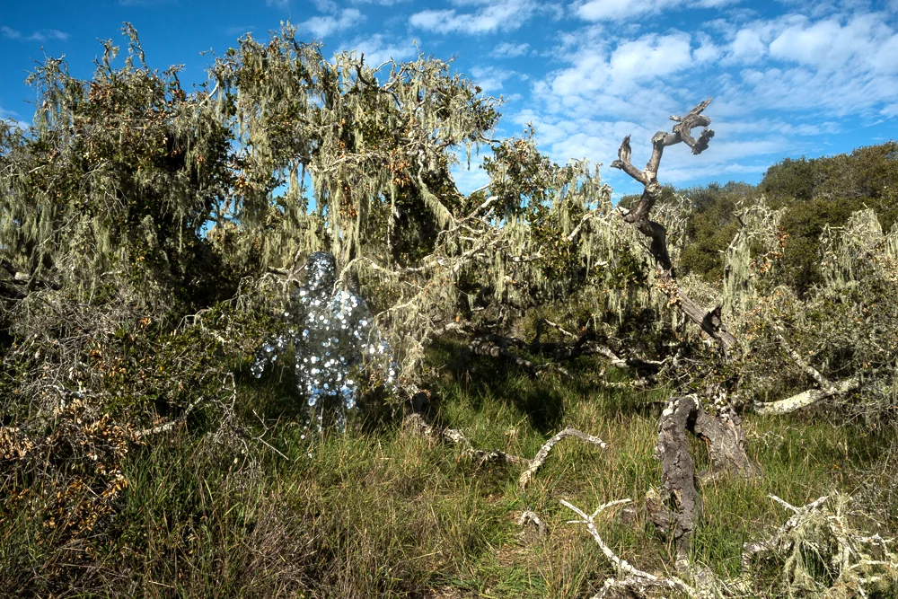 Oscillator in Los Osos Oaks State Natural Preserve (2015)