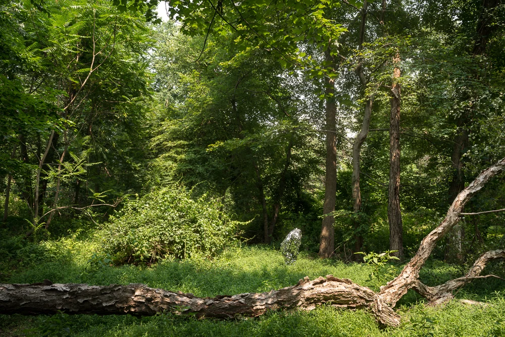 Oscillator in Rancocas State Park (2015)