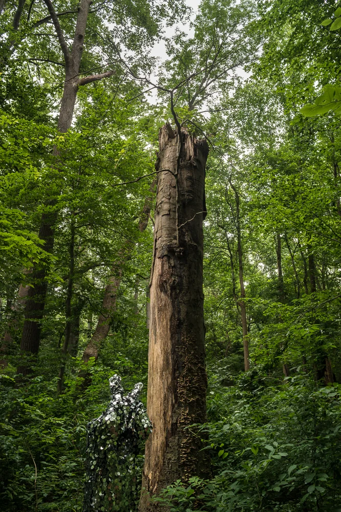 Oscillator in Brandywine Creek State Park (2015)