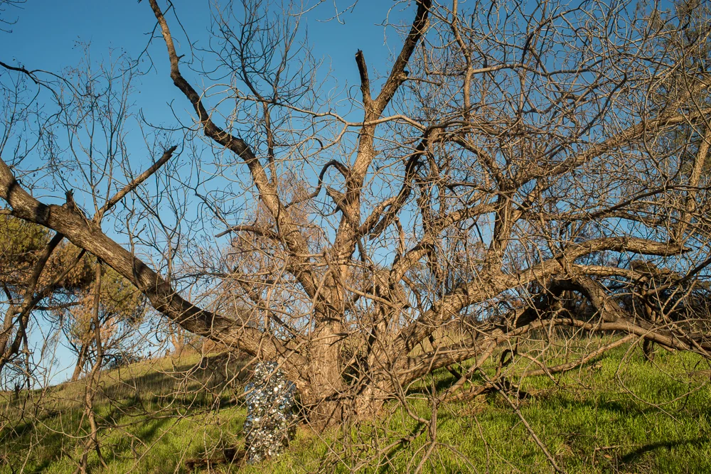 Oscillator in Elysian Park (2015)