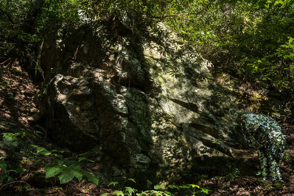 Oscillator in Great Smoky Mountains National Park (2015)