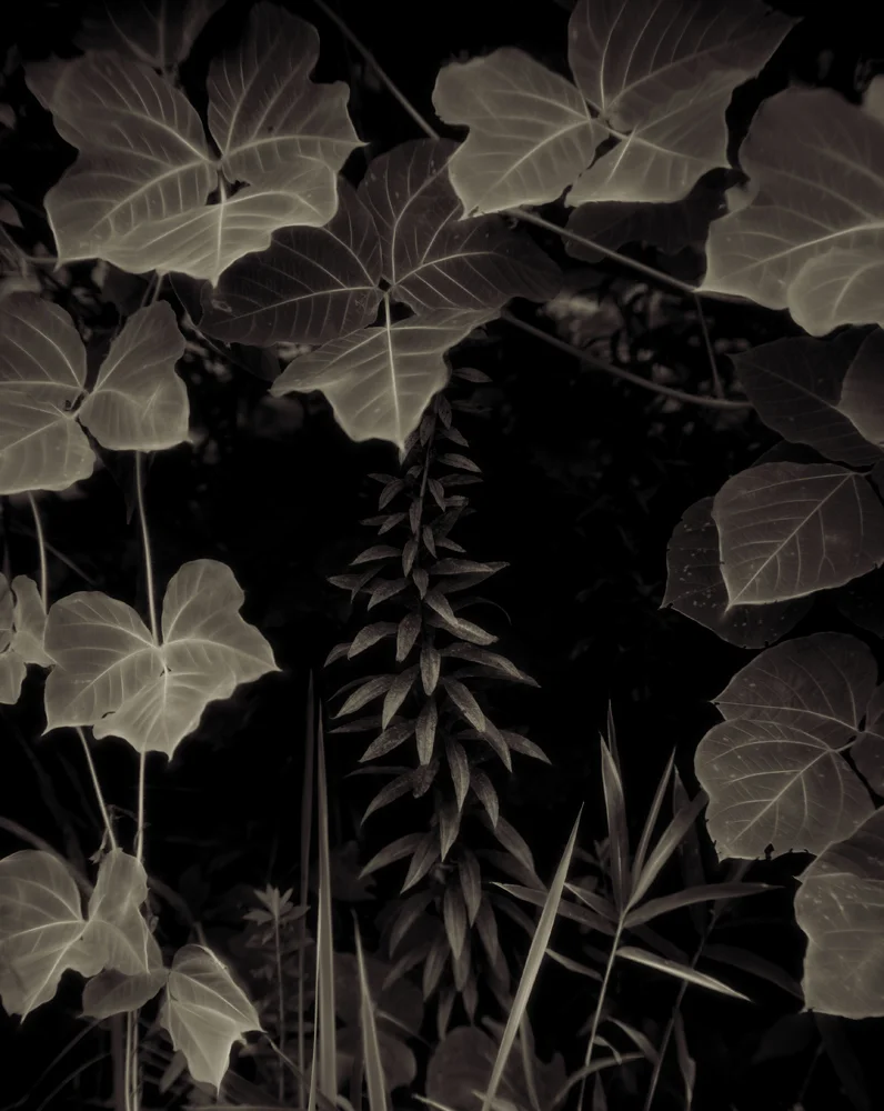 Kiyoshi Nasu