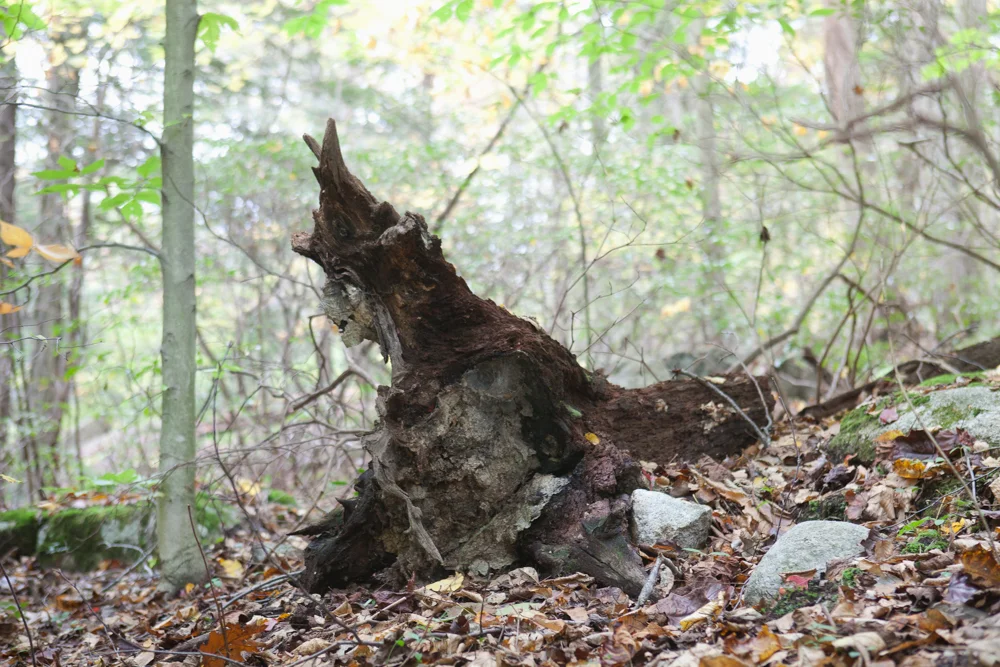 YAMA UBA: The Mountain Hag