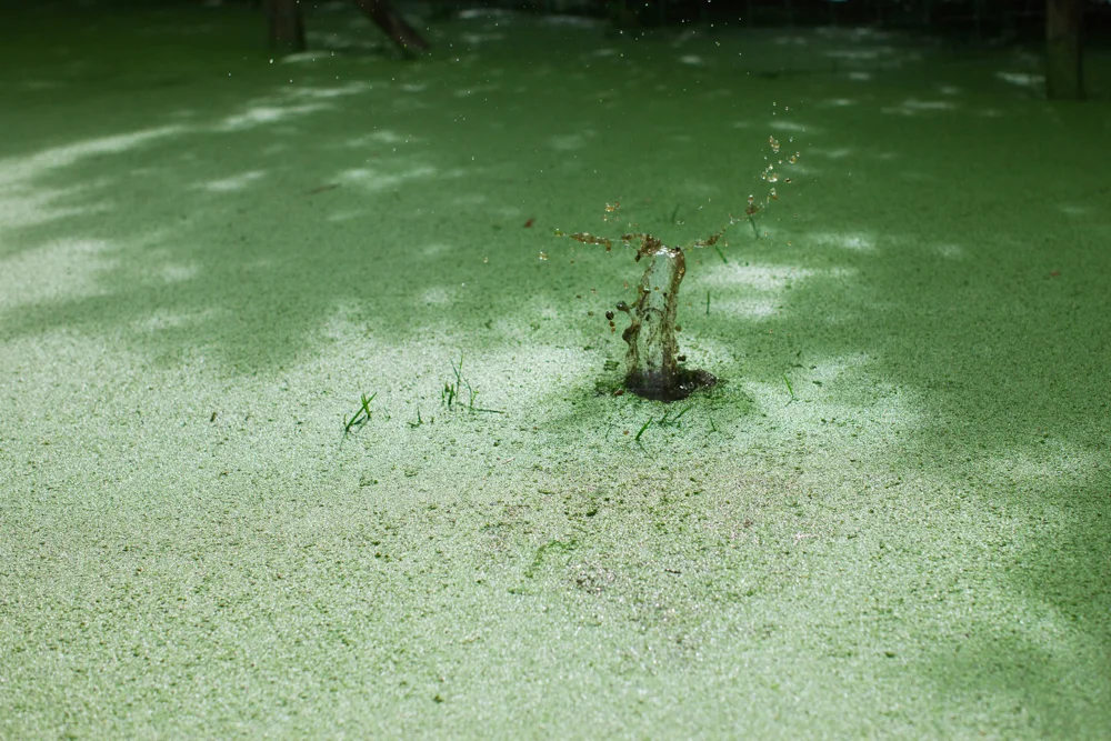 KAPPA: A Lake Monster With a Water-Filled Head and a Love of Cucumbers
