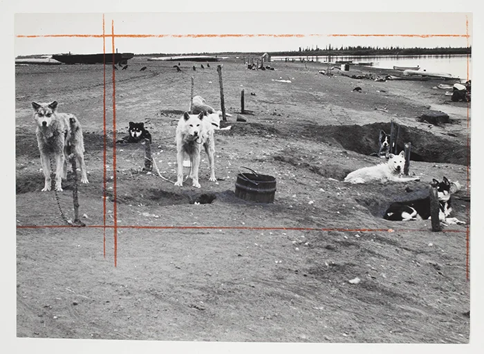 Unidentified Photographer, There are more than 300 huskies at Tuk in the Northwest Territories and the cats have them all terrified , 1962