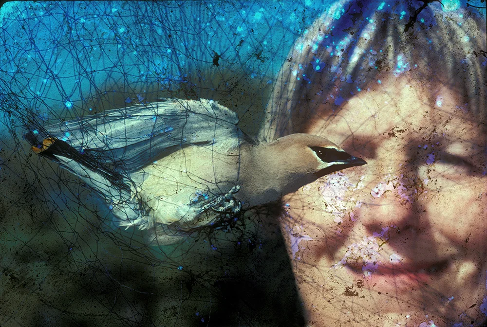 Bird, Unknown, Unknown, 2013