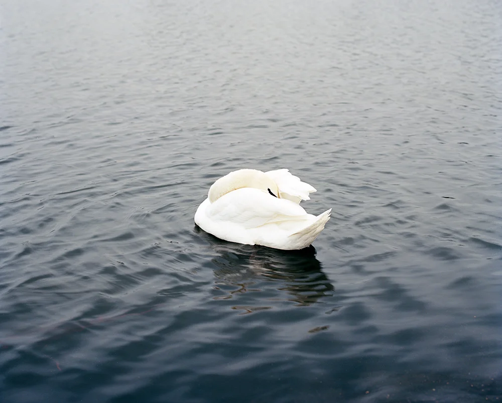 Swan I, London, 2013
