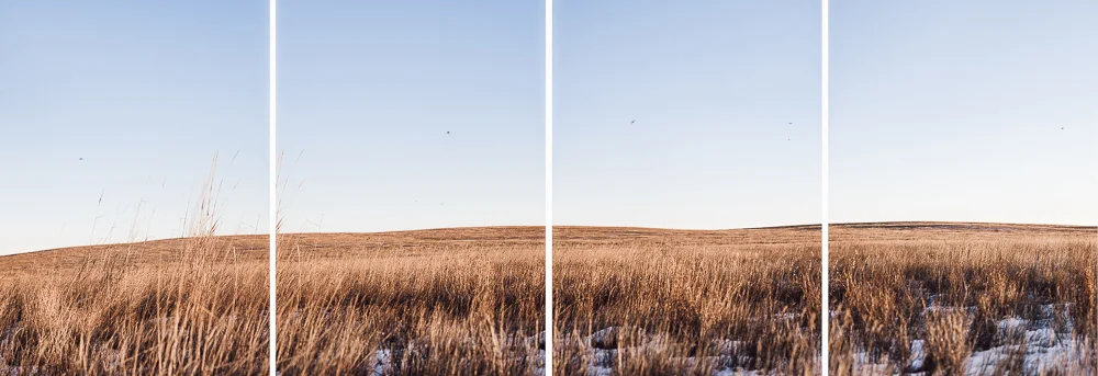 Swallows in CRP