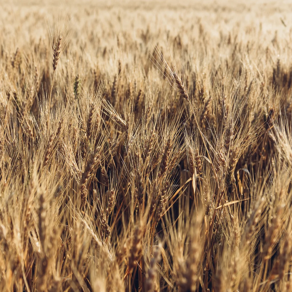 Wheat Field
