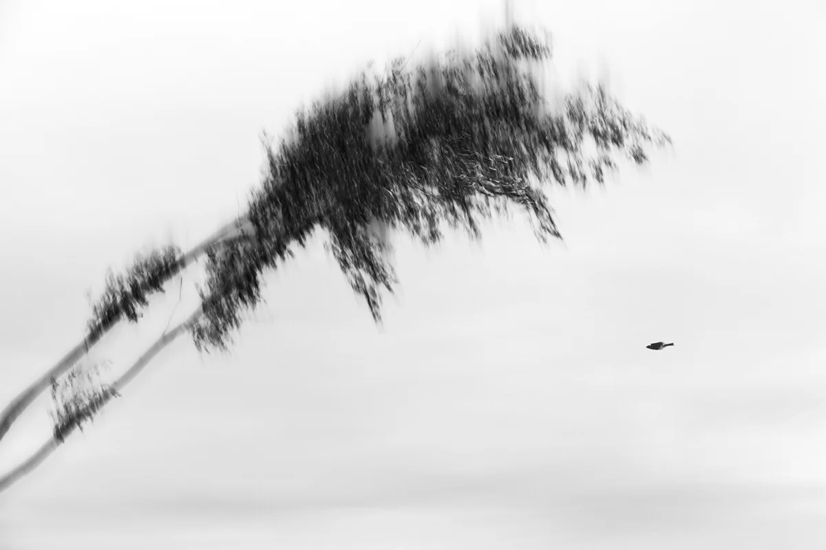 Allen Morris