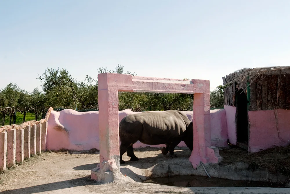 Rhinoceros, Chieti