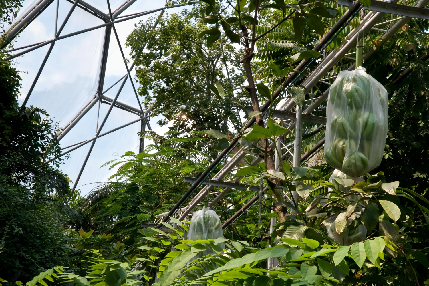 Banana Conveyor, Eden Project