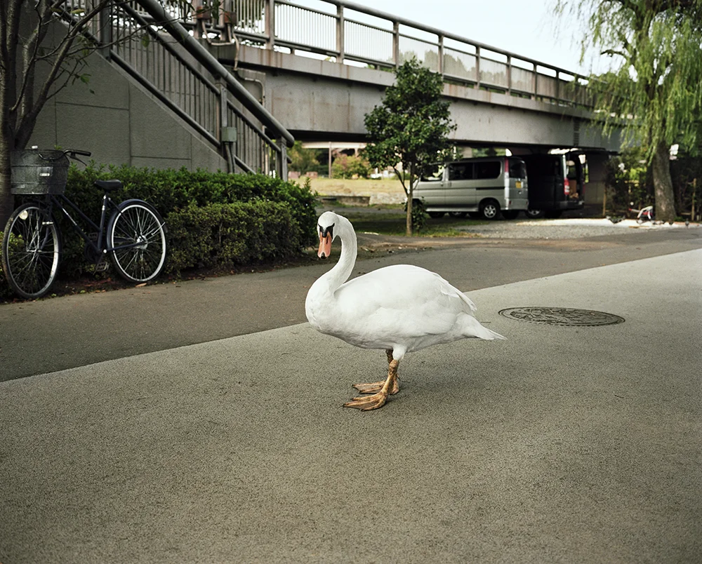 One Swan- Mito 2010