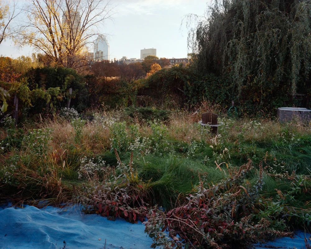 Overgrown Garden and Tarp, Fenway Victory Gardens