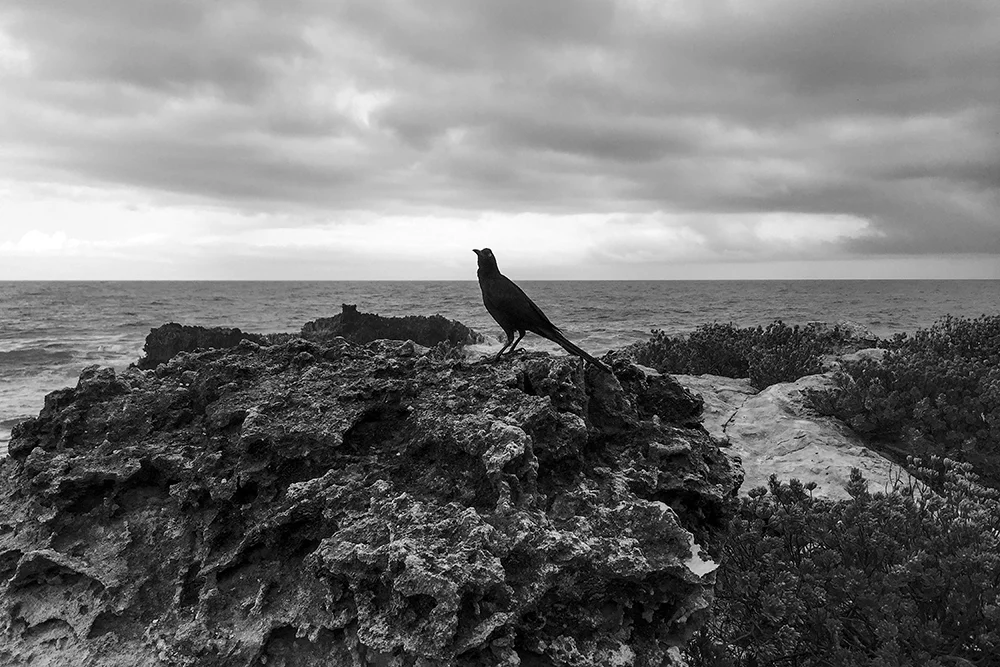 Black Crow on a Rock, Isla Mujeres, Mexico