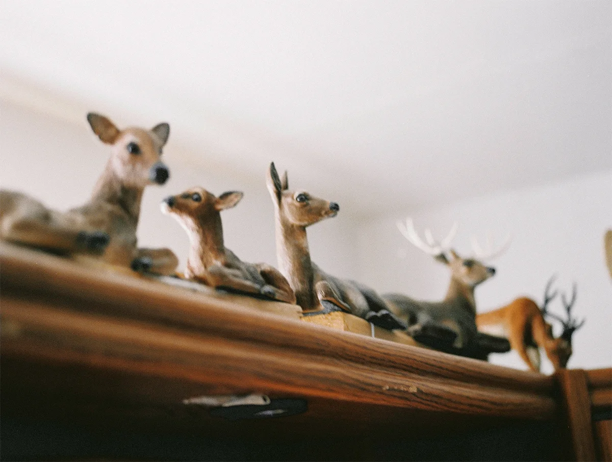 Animales