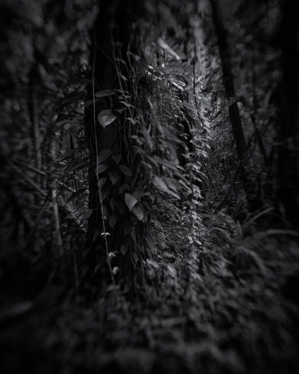 002_Greenberg_Untitled_0267.jpg