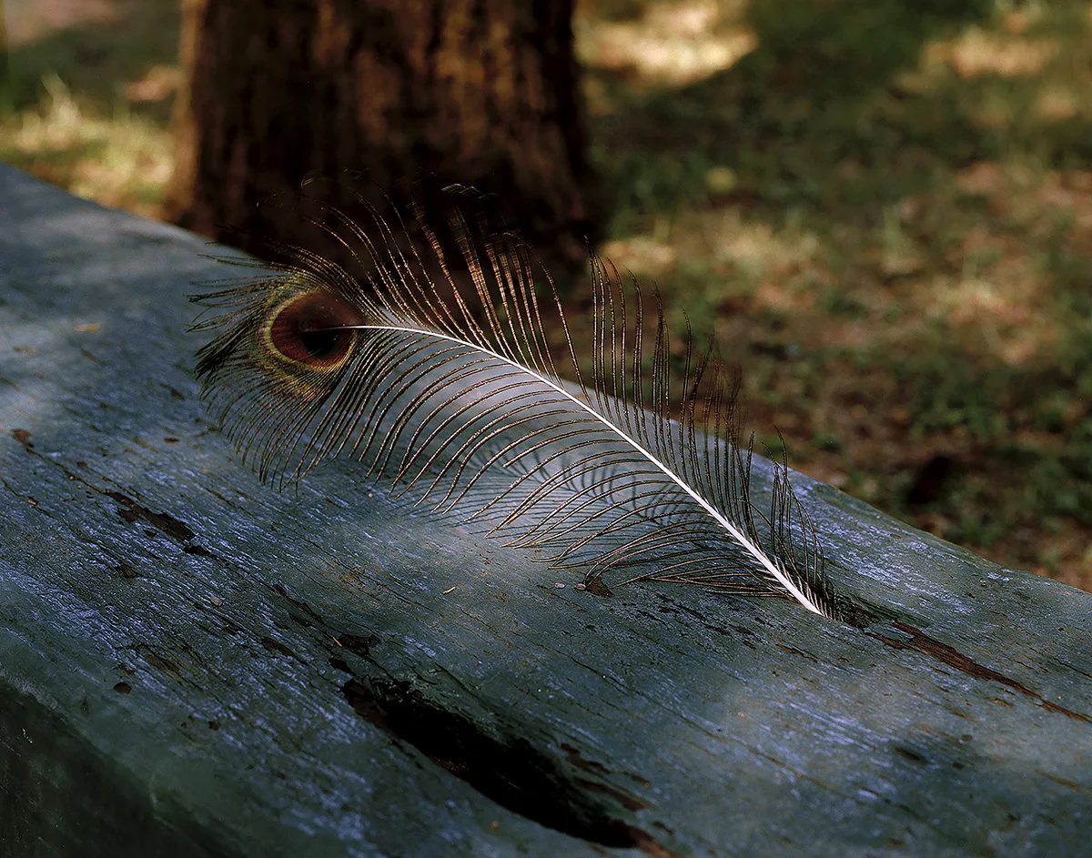 Feather. Norris, TN. 2014.