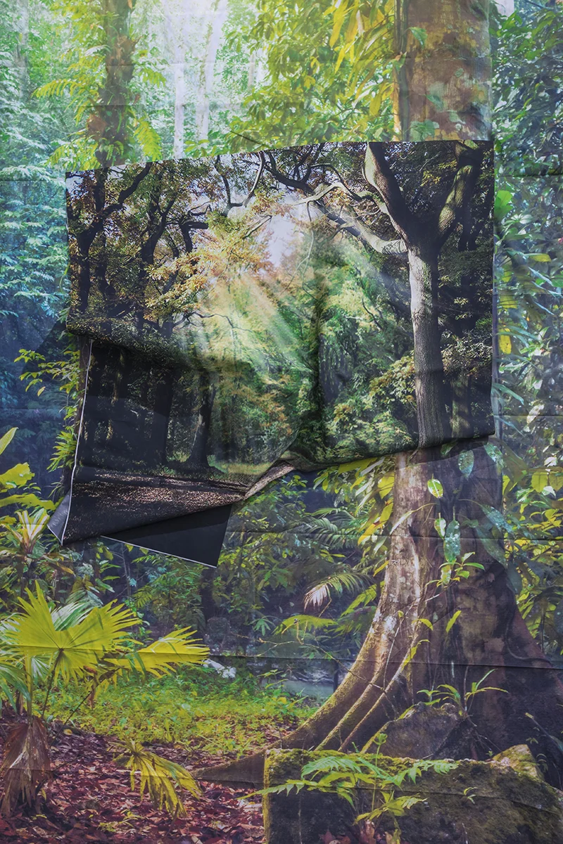 Sunrays in Rainforest