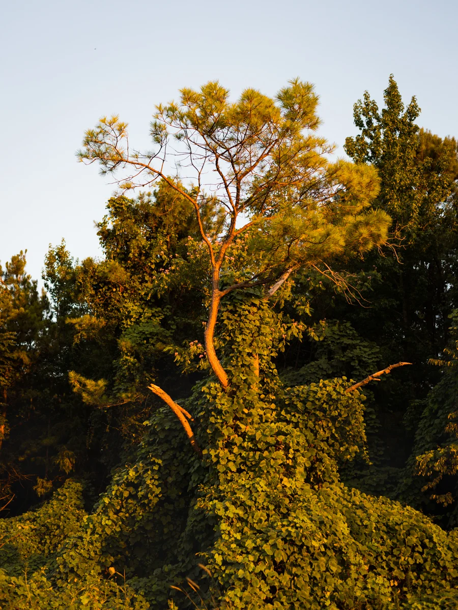 Overgrowth