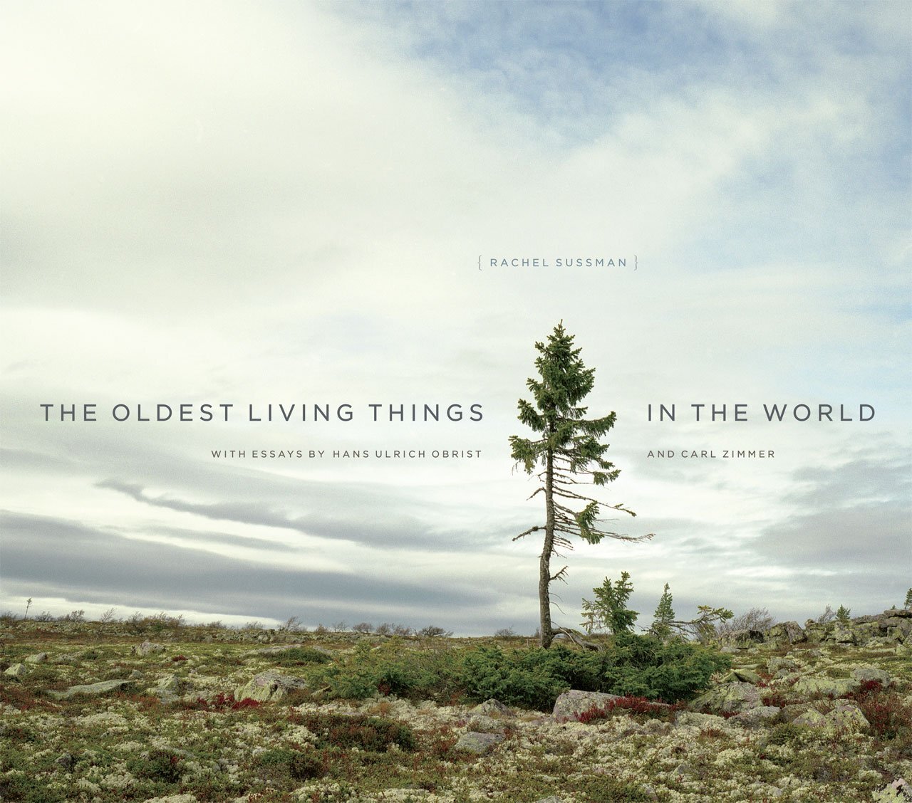 The Oldest Living Things in the World – Rachel Sussman