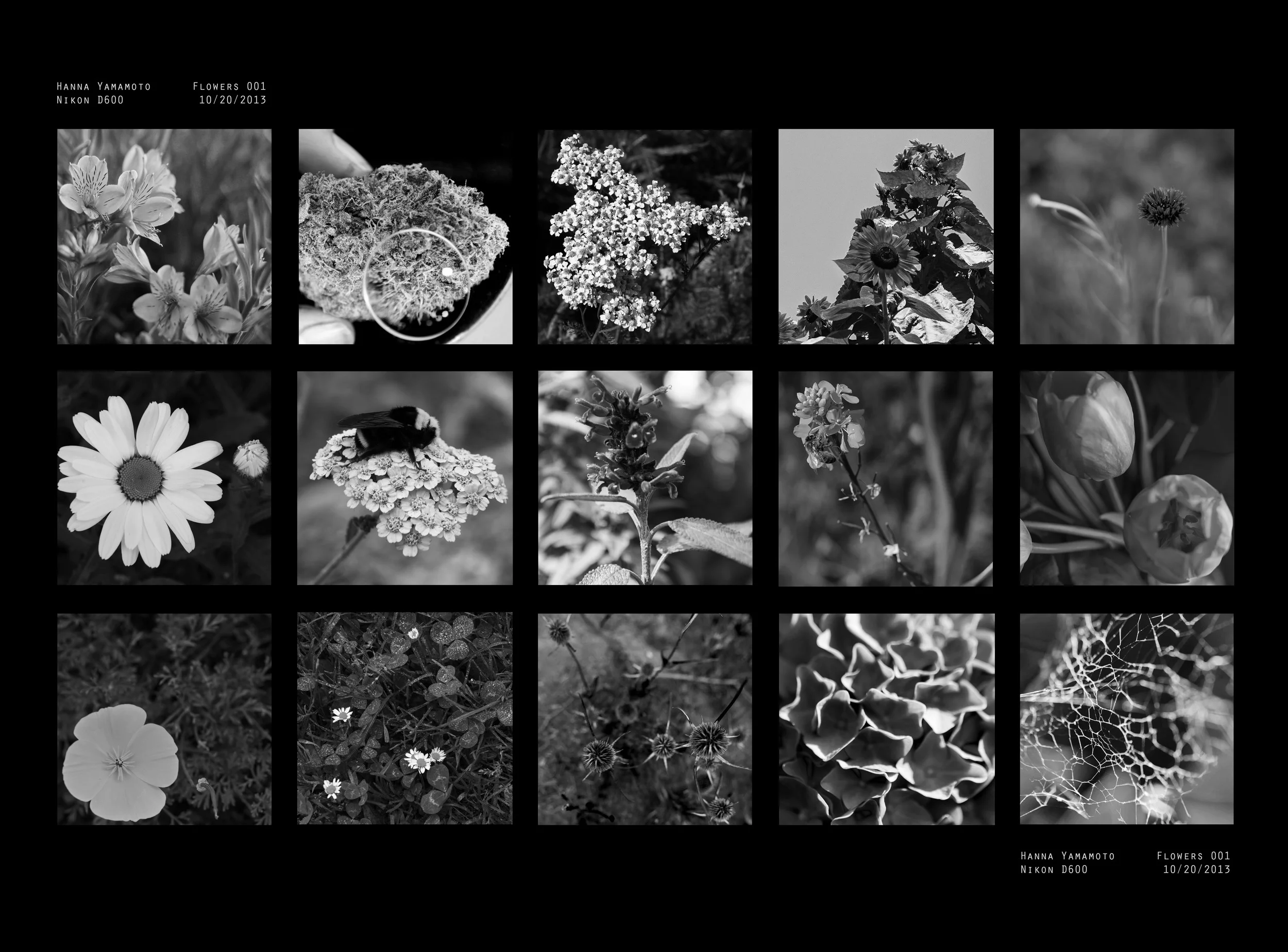contactsheetFLOWERS B+W