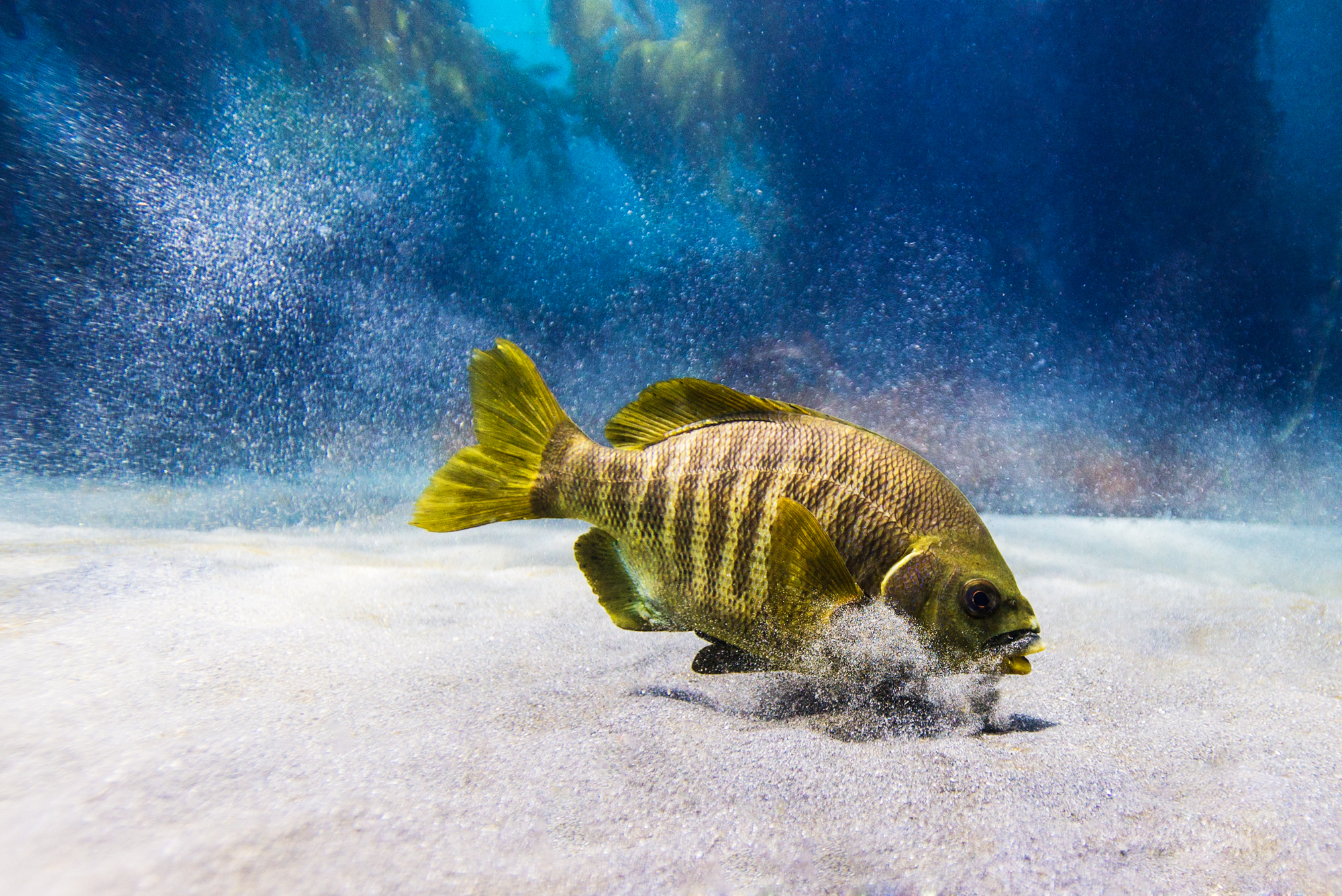 This fish