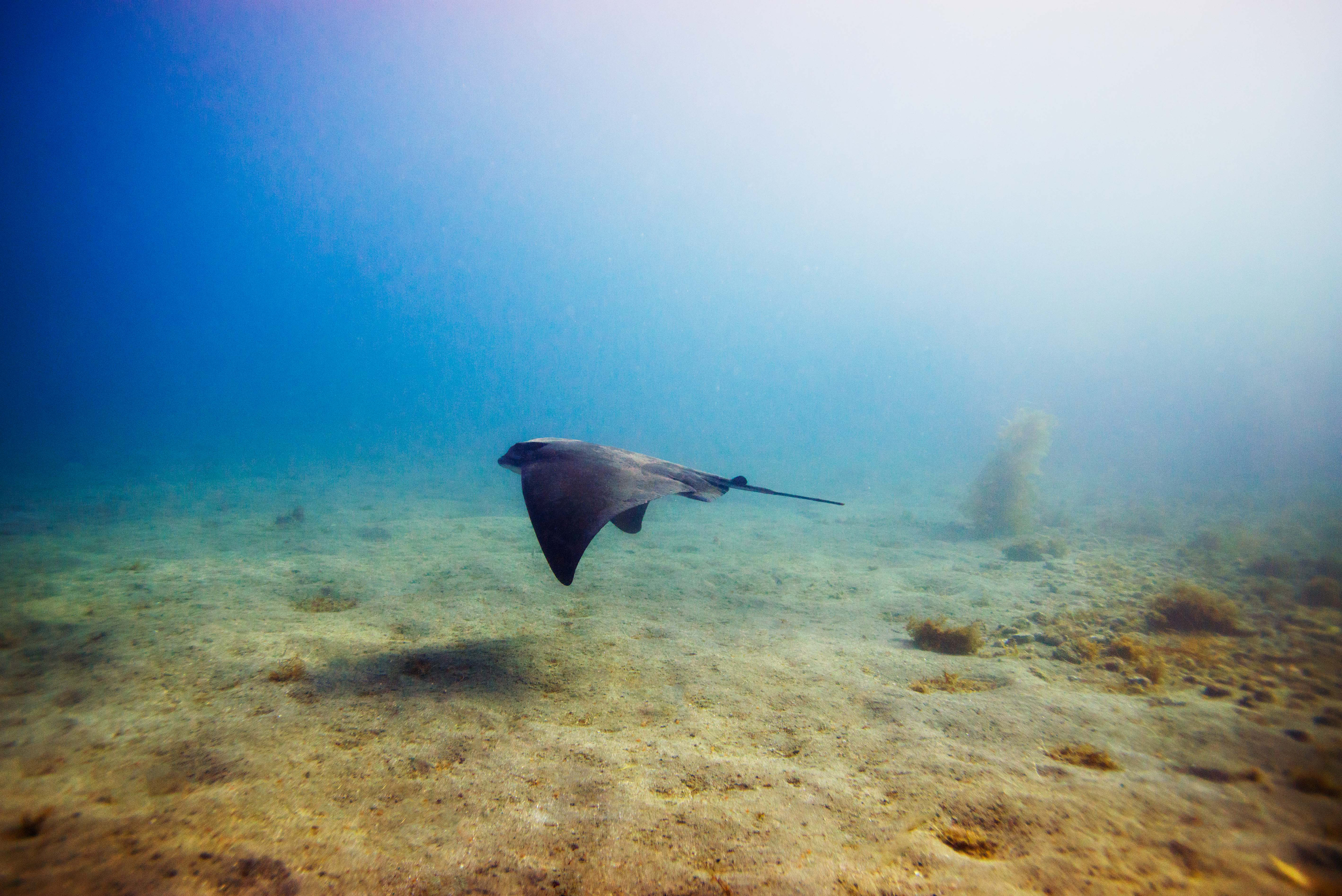 Bat Ray