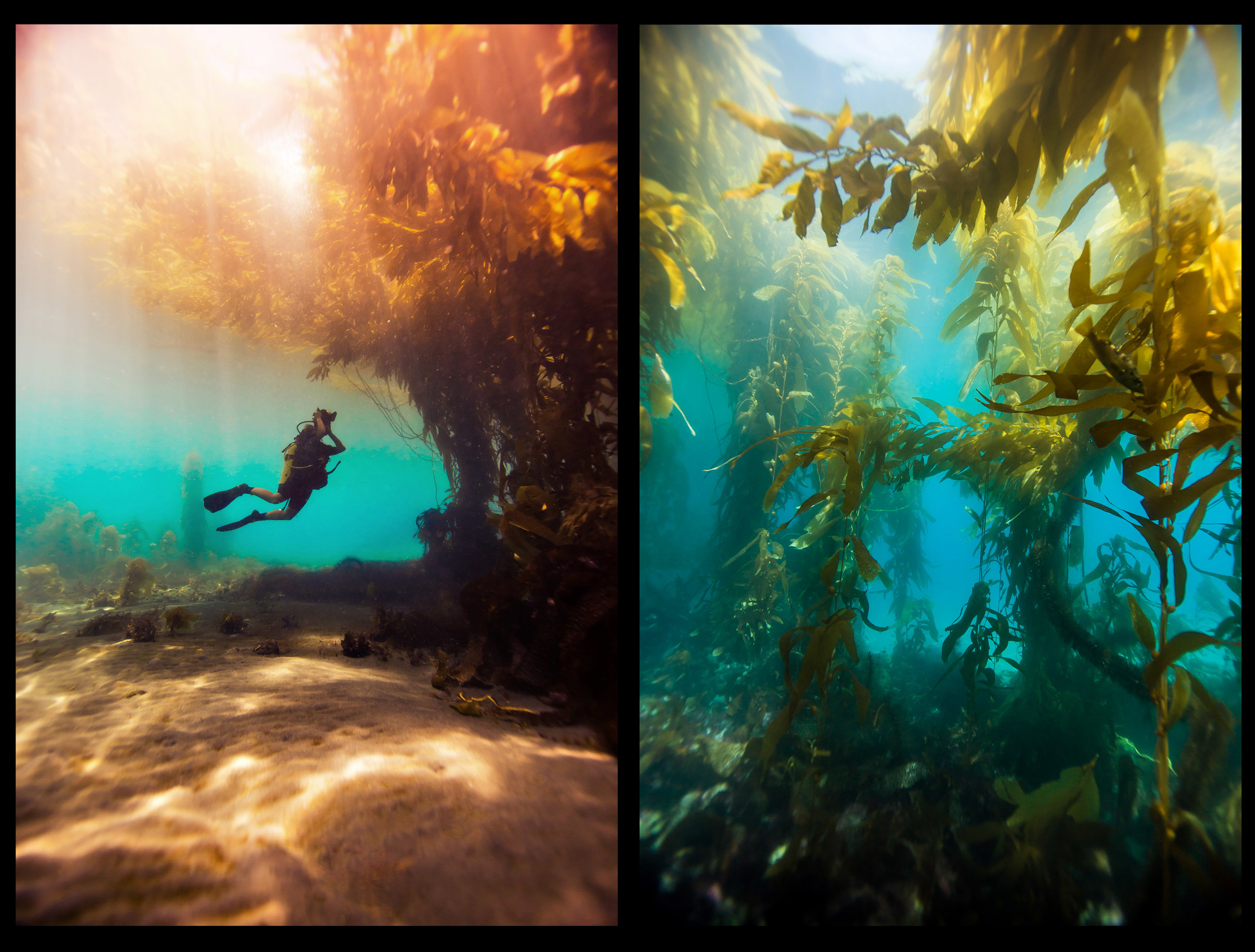 The kelp forest at Anacapa Island, Channel Islands, CA. 