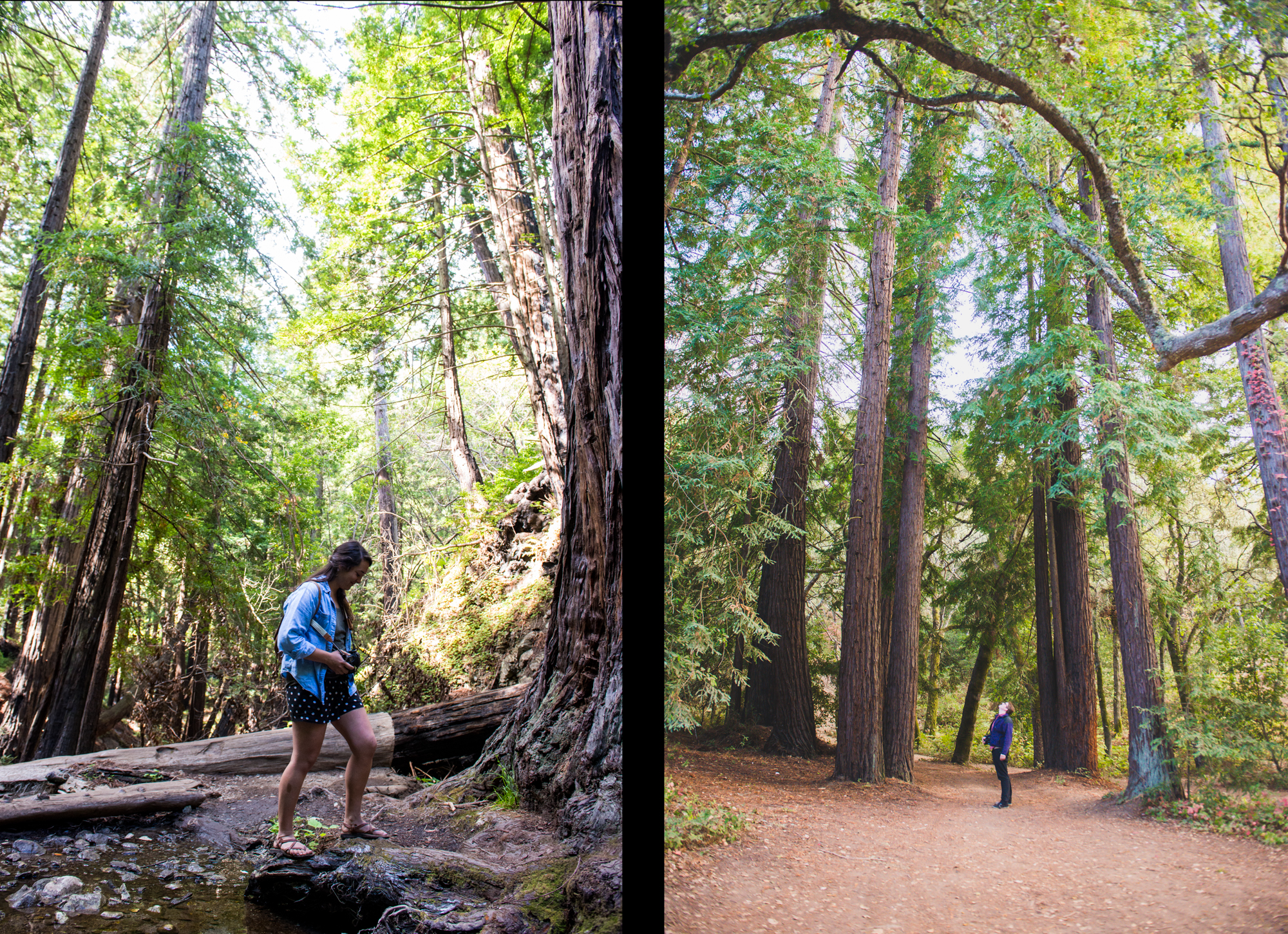 Tall Trees