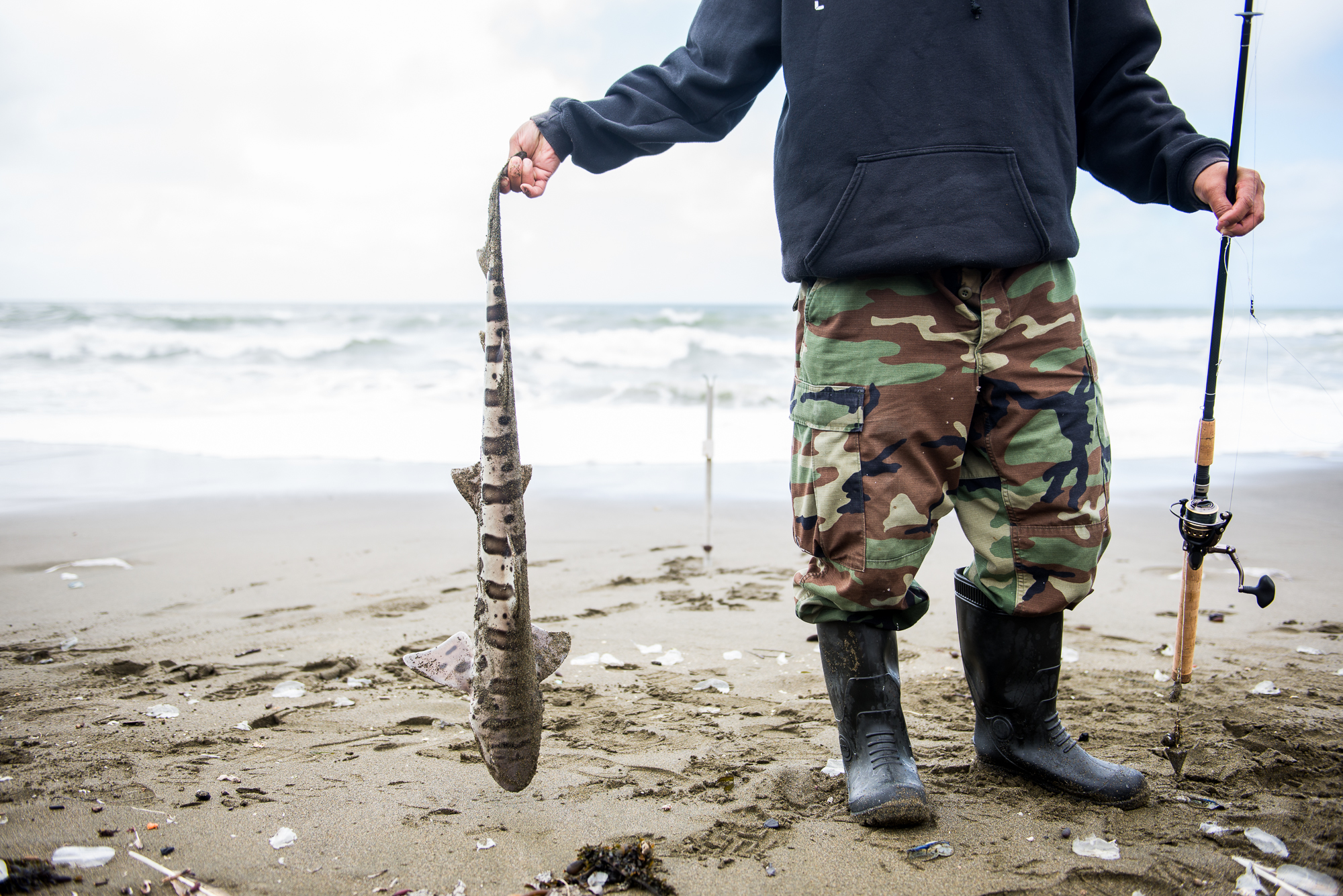 Fisherman caught a leopard shark at Rockaway Beach, Pacifica, California.