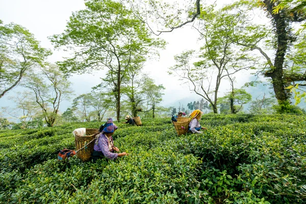 Publication: Ballantines x Yauatcha India | Yauatcha Life | Feb 20, 2019