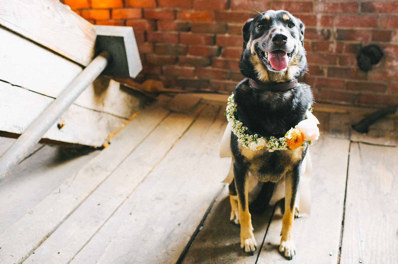 the bride and groom's dog wears a flower crown made by broadturn farm