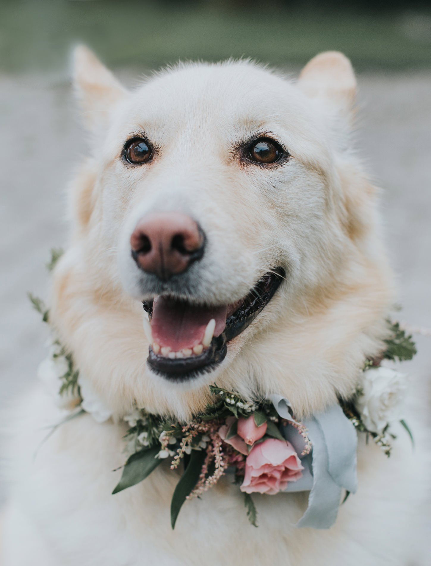 dog at wedding