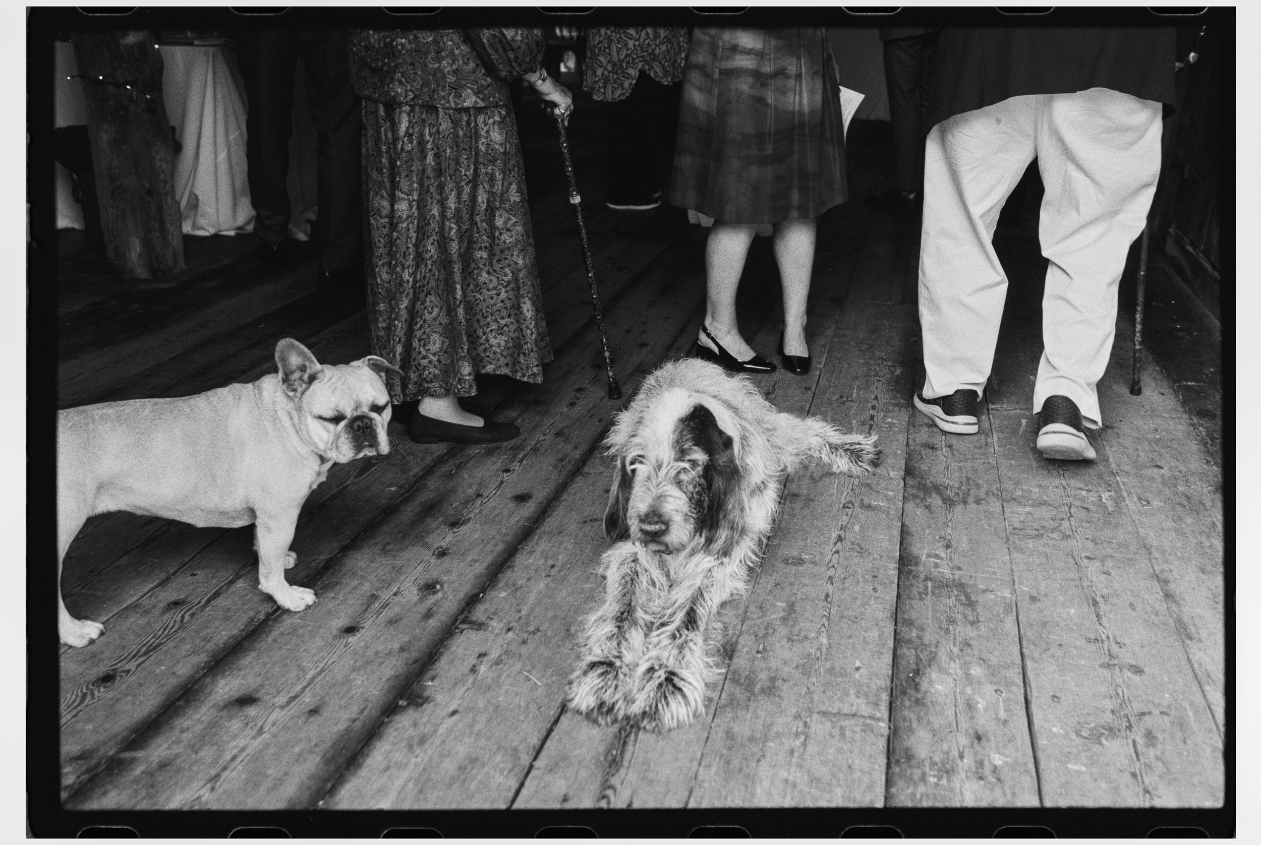 People standing indoors with three dogs on the floor, one bulldog and two fluffy dogs, on a wooden floor.
